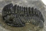 Detailed Gerastos Trilobite Fossil - Morocco #312812-3